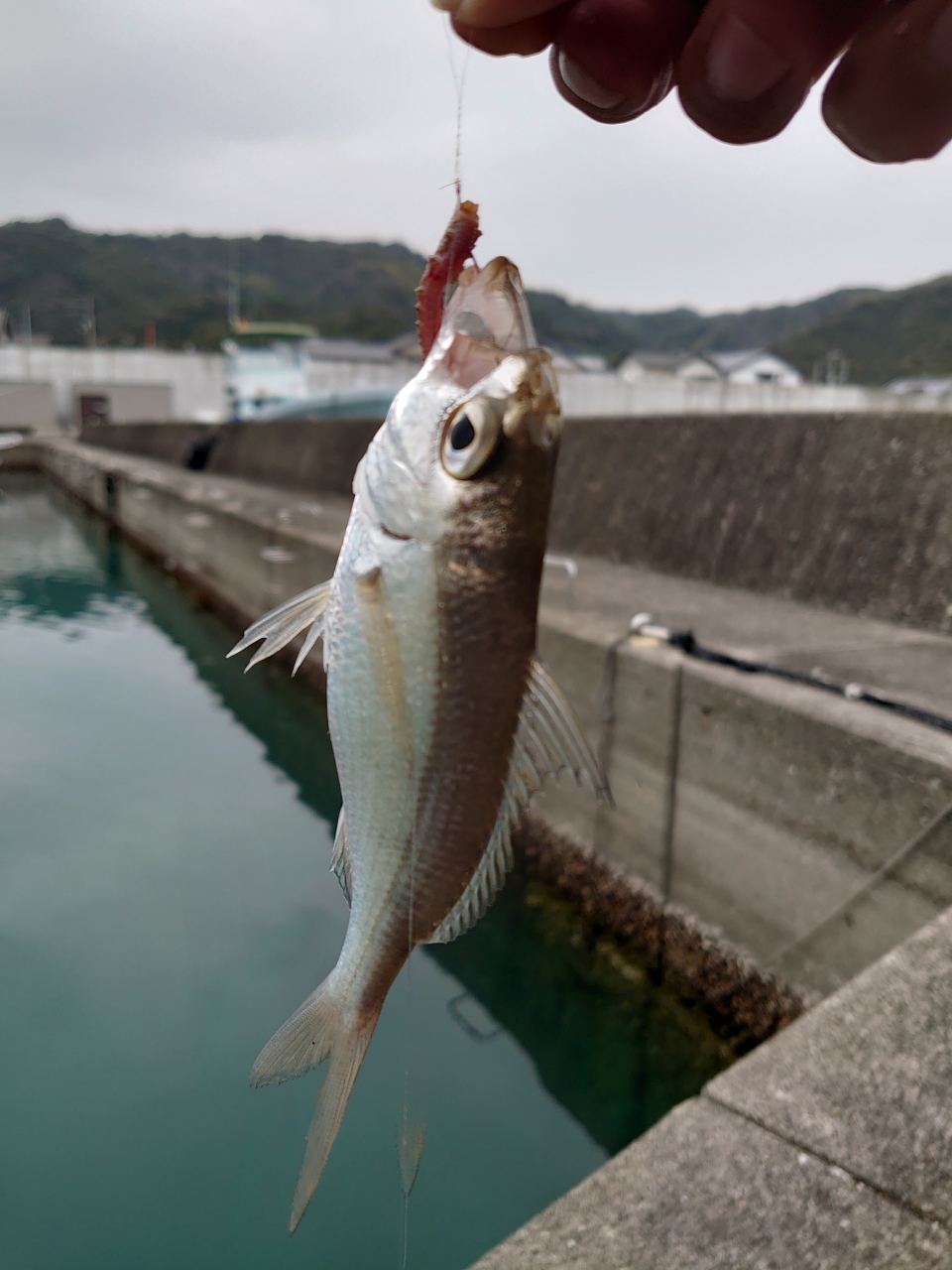 クロサギ