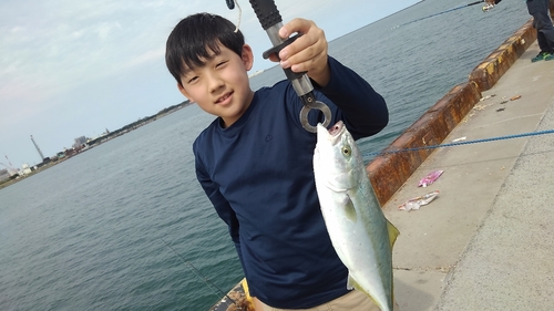 イナダの釣果