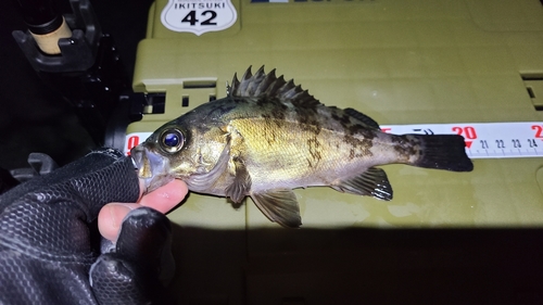 メバルの釣果