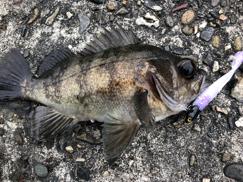 クロメバルの釣果