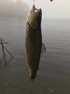 ブラウントラウトの釣果