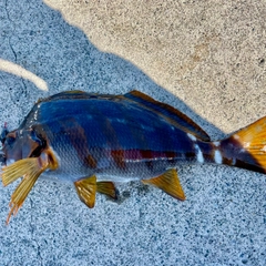 タカノハダイの釣果
