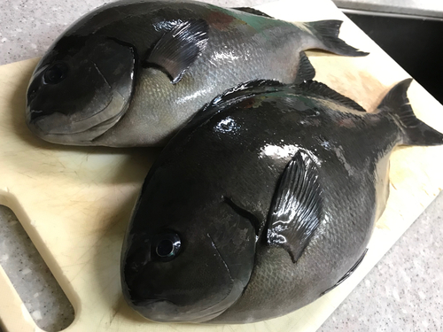 メジナの釣果