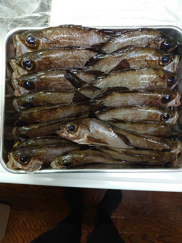 メバルの釣果