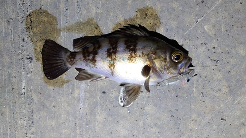 メバルの釣果