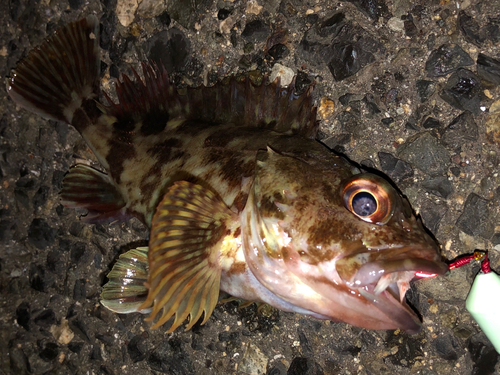 カサゴの釣果