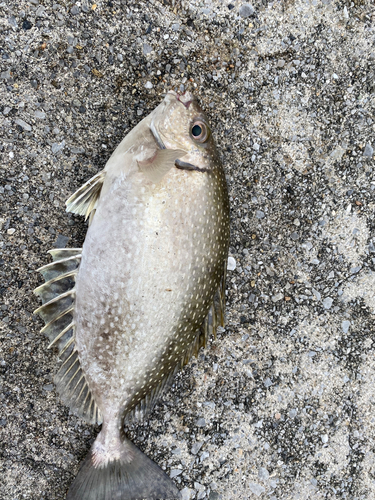 アイゴの釣果