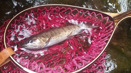 アマゴの釣果