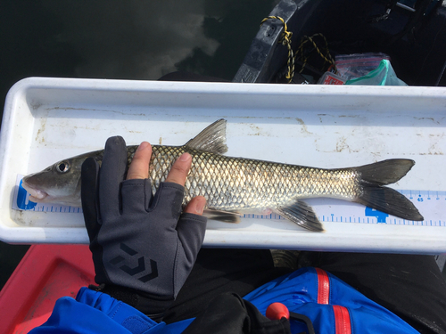 ニゴイの釣果