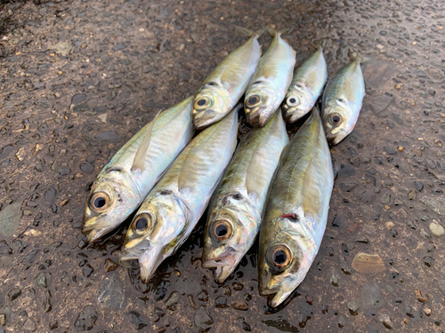 アジの釣果