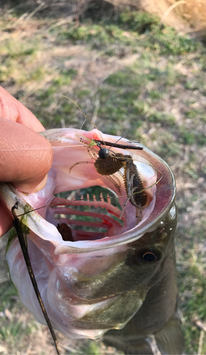 ブラックバスの釣果