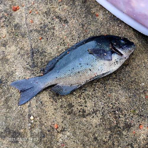 メジナの釣果