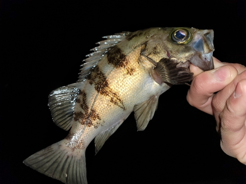 メバルの釣果