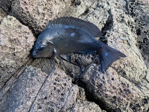 クチブトグレの釣果