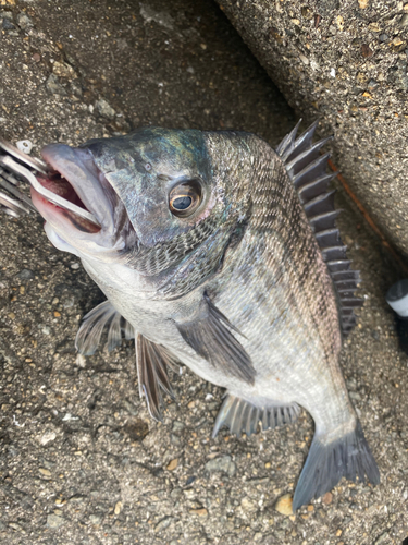 チヌの釣果