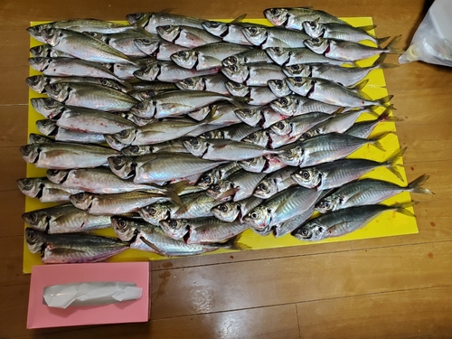 アジの釣果