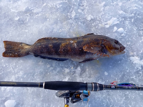 アブラコの釣果