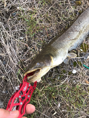 ナマズの釣果