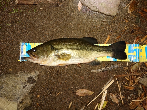 ラージマウスバスの釣果