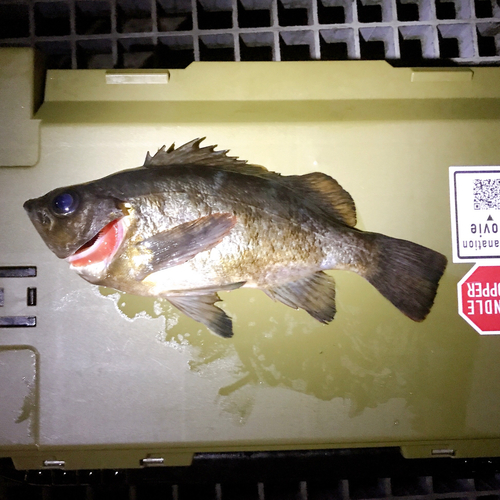 クロメバルの釣果