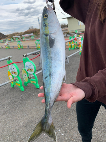 メジロの釣果