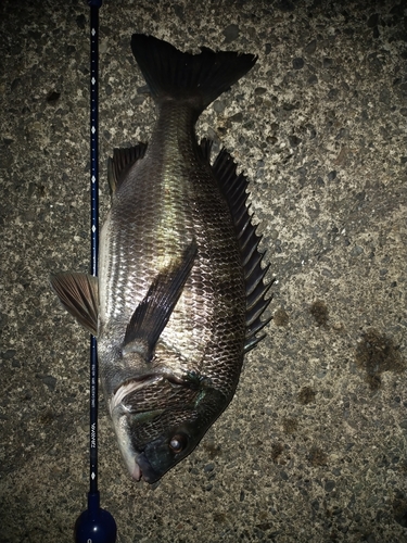 クロダイの釣果