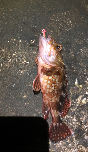 カサゴの釣果