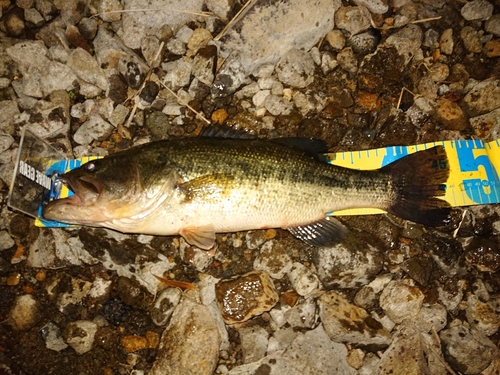 ラージマウスバスの釣果