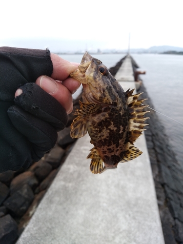 タケノコメバルの釣果