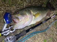 ブラックバスの釣果