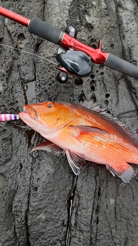 バラフエダイの釣果