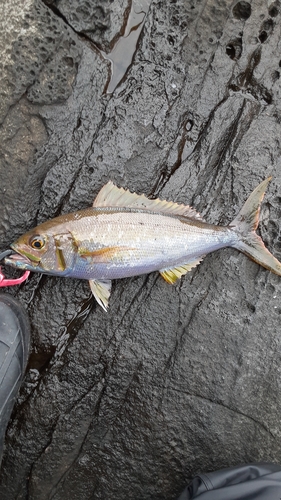 イシフエダイの釣果