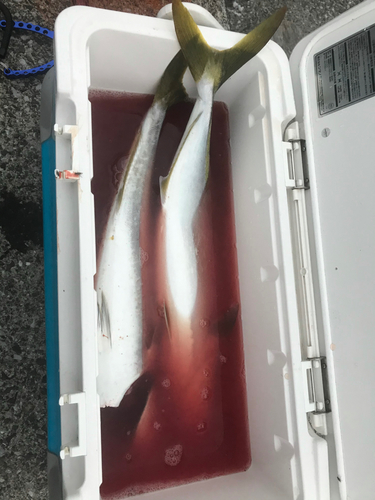 ハマチの釣果