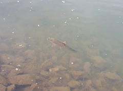 ニゴイの釣果