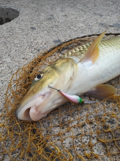 ニゴイの釣果