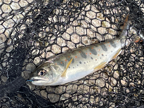 アマゴの釣果