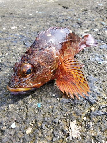 カサゴの釣果