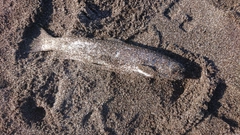 アメマスの釣果