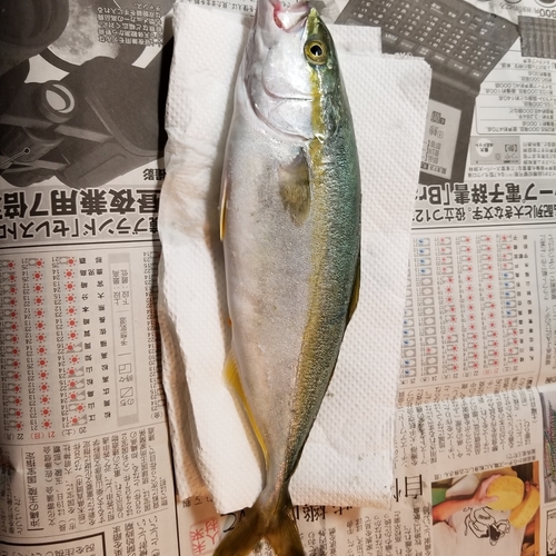 ツバスの釣果