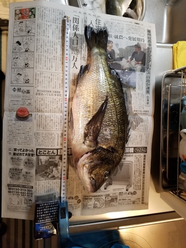 チヌの釣果