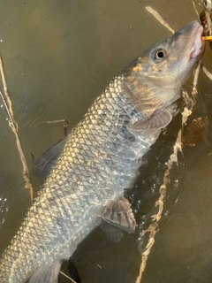 ニゴイの釣果