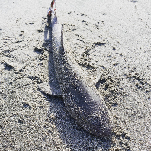 サメの釣果