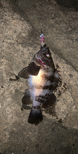 シロメバルの釣果