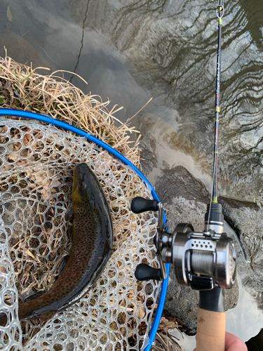 ブラウントラウトの釣果