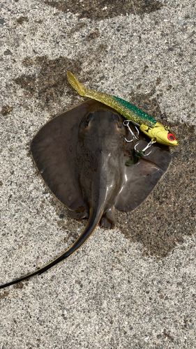 コノシロの釣果