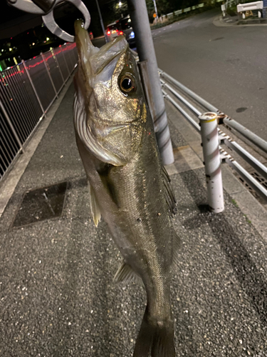 フッコ（マルスズキ）の釣果