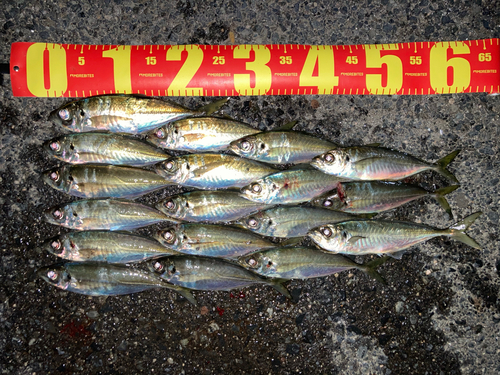 アジの釣果