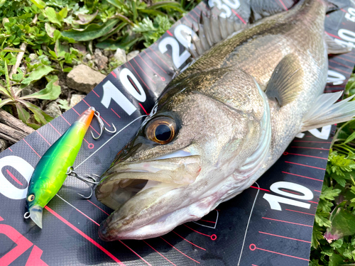 シーバスの釣果