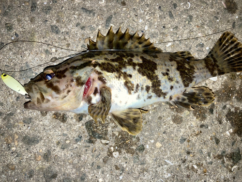 タケノコメバルの釣果