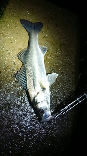 セイゴ（マルスズキ）の釣果